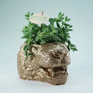 Pot tigre